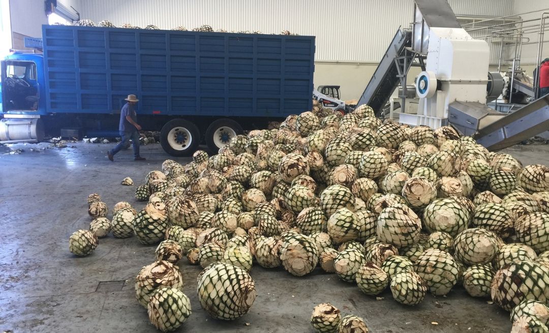 Tamaulipas, un competidor serio en el mercado del agave